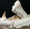 Impressive Mosasaur Jaw Section - Superb Preparation #16111-2
